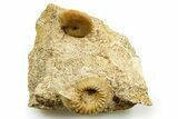 Jurassic Ammonite (Paragarantiana & Oecotraustes) Fossils - France #367852-1